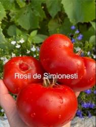 IMG_5978.jpeg