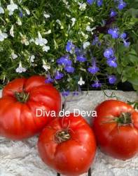 IMG_5988.jpeg