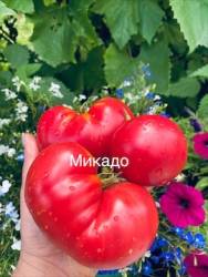 IMG_6008.jpeg