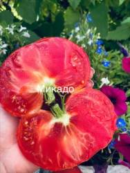 IMG_6009.jpeg