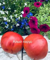 IMG_6029.jpeg