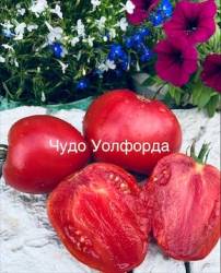 IMG_6050.jpeg