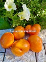 IMG_6124.jpeg