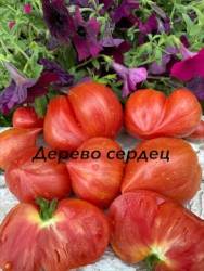 IMG_6126.jpeg
