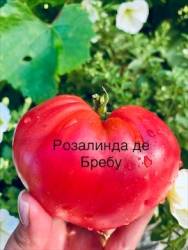 IMG_6162.jpeg