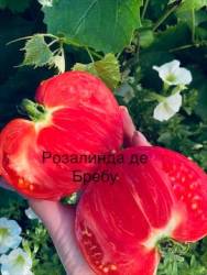 IMG_6163.jpeg
