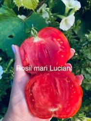 IMG_6165.jpeg