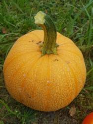 Винтер лакшери пай