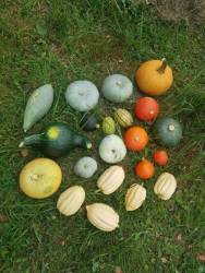 Мои микро-тыквы)