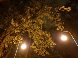 осенний клён