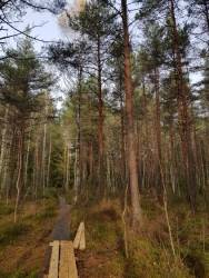 Осенний лес