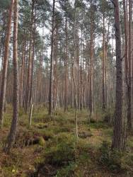 Осенний лес