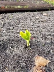 Озимые бобы)