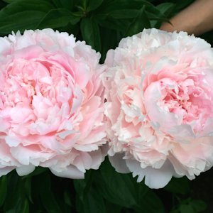 thumb_2666_600_600_0_0_crop.thumb.png.ea8d03846d89554dc0df3cf810b855f8.png