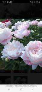 Screenshot_20251113_144148_Yandex Browser.jpg