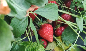 Снимок экрана 2025-11-17 165409.png