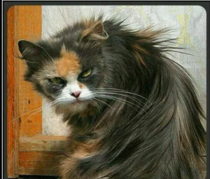 Снимок экрана 2025-11-17 151125.png