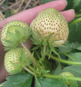 Снимок экрана 2025-11-13 200825.png