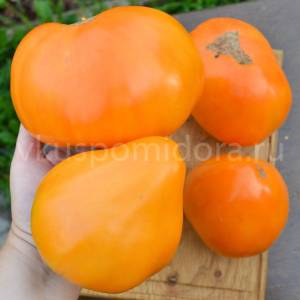 1392230713_tomat-gnom-karibu-villy-abrikosovyj(4)-900x900.thumb.jpg.79ac1407da43c8e2603354e650e7bd8e.jpg