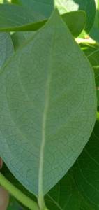 212020_425x900_IMG_20240729_125136e2eaf824 - 2025-11-25T194736.392.jpg