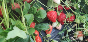 Снимок экрана 2025-11-17 165442.png