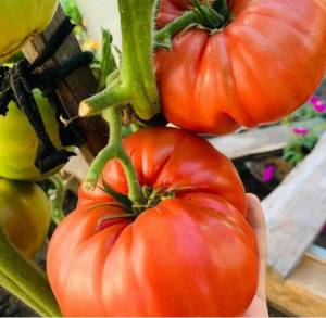 дом стейк.jpg