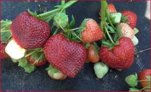 второй раз (23).jpeg