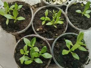 первые саженцы эустомы.jpg