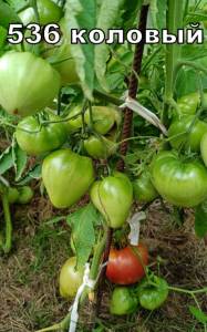 536аа.jpg