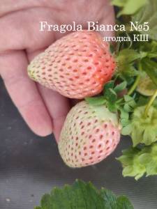 1595315304_FragolaBianca1.thumb.jpg.68a6918dd655c25cbf8656c1af68ea25.jpg