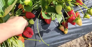 Снимок экрана 2025-11-17 103945.png