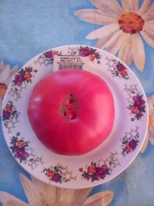 каспийский позовый.jpg