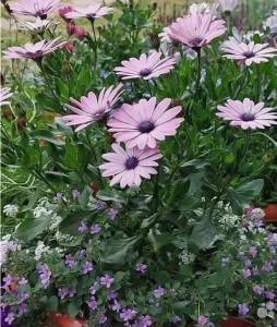 остики с бакопой.jpg