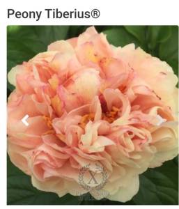 Screenshot_20251107-080314_Yandex Start.jpg