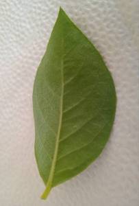 212020_608x900_IMG_20240729_125531d45c01f7 - 2025-11-25T194746.726.jpg