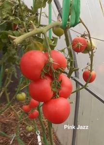 Screenshot_20251101-222220_Editor Lite.jpg