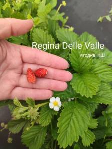 regina delle valle.jpg