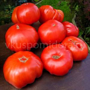 1910833637_tomat-syzranskaya-bogota(1)-900x900.thumb.jpg.dfc4630ef5b603ce7708db5ee67a741c.jpg
