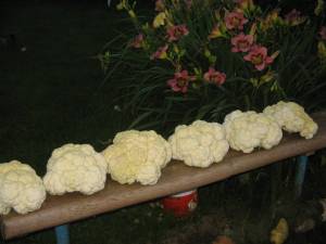 1980-01-01 00-00-14 (3).JPG