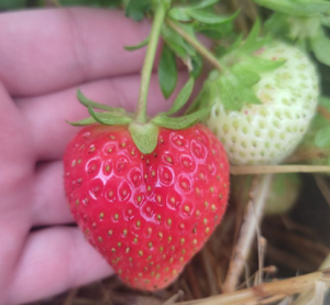 Снимок экрана 2025-11-18 172809.png