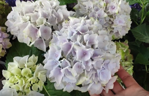 Рембрандт Элегант Роза.png