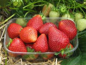 кисть ррр.jpg