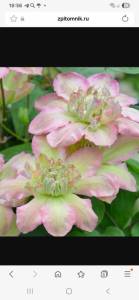 Screenshot_20251120_185614_Samsung Internet.jpg