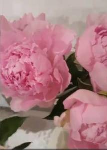 Пинк Тинкербель.jpg