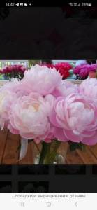 Screenshot_20251113_144210_Yandex Browser.jpg