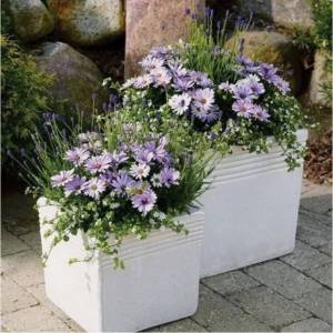 остики с бакопой и лавандой.jpg