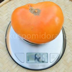 802547306_tomat-gnom-karibu-villy-abrikosovyj(6)-900x900.thumb.jpg.f863cdc860cc4a1aef264d6f2e409d02.jpg
