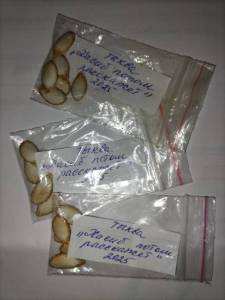 Семена тыквы.jpeg