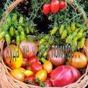 Веселый огородник