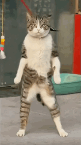 mus8029-cat-dance.gif
